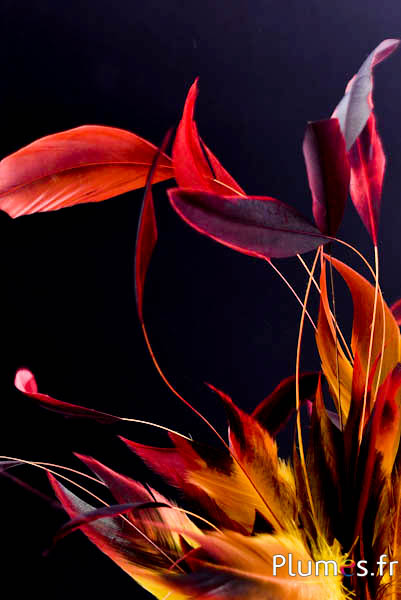 Hahnenschlappen Body Split - 23-28 cm - schwarz-rot-braun-gelb